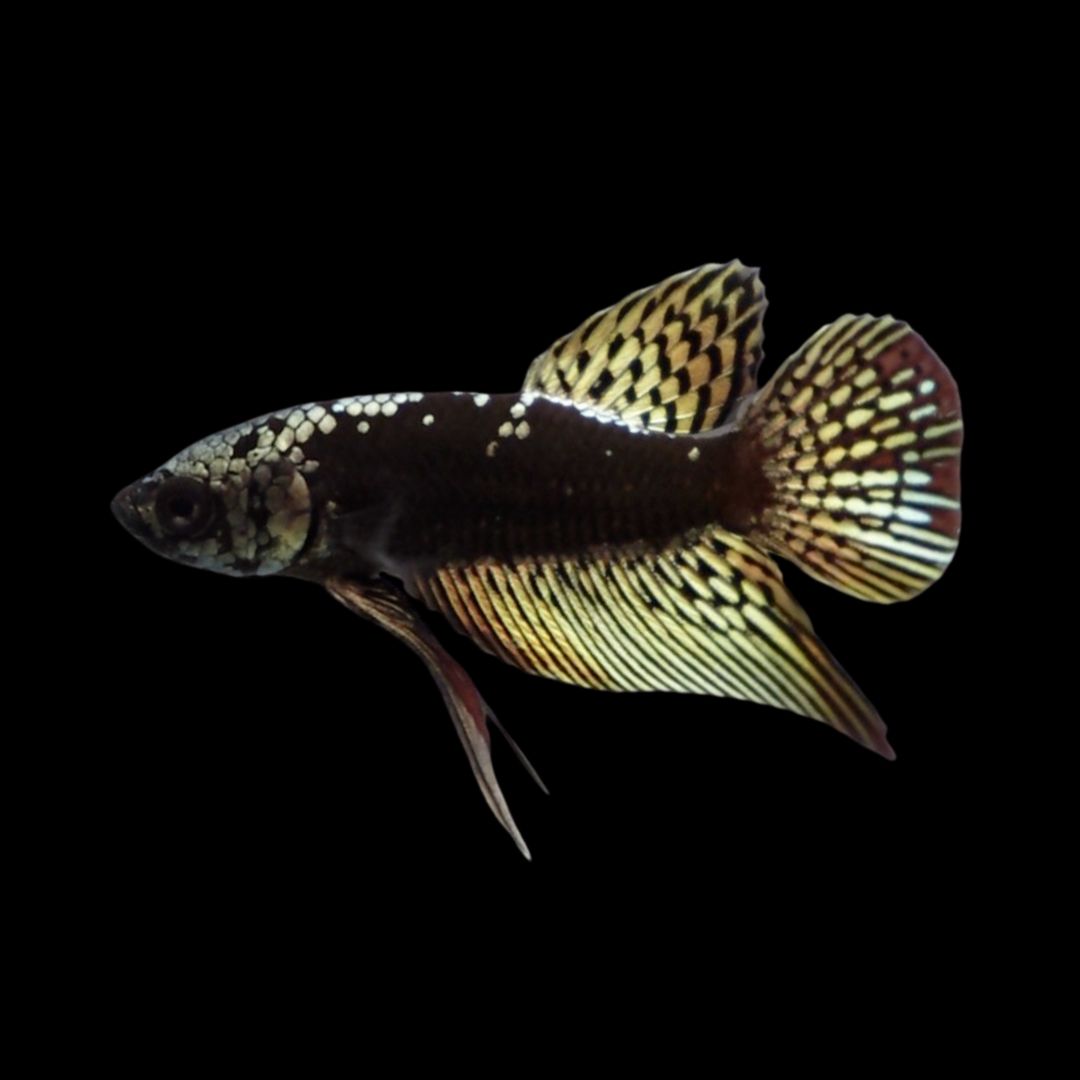 Rare Alien Samurai Copper Betta Fish
