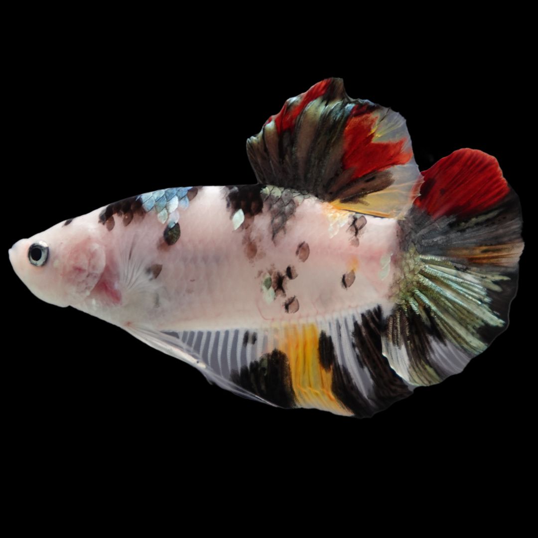 Competition Giant Multicolors Betta Fish