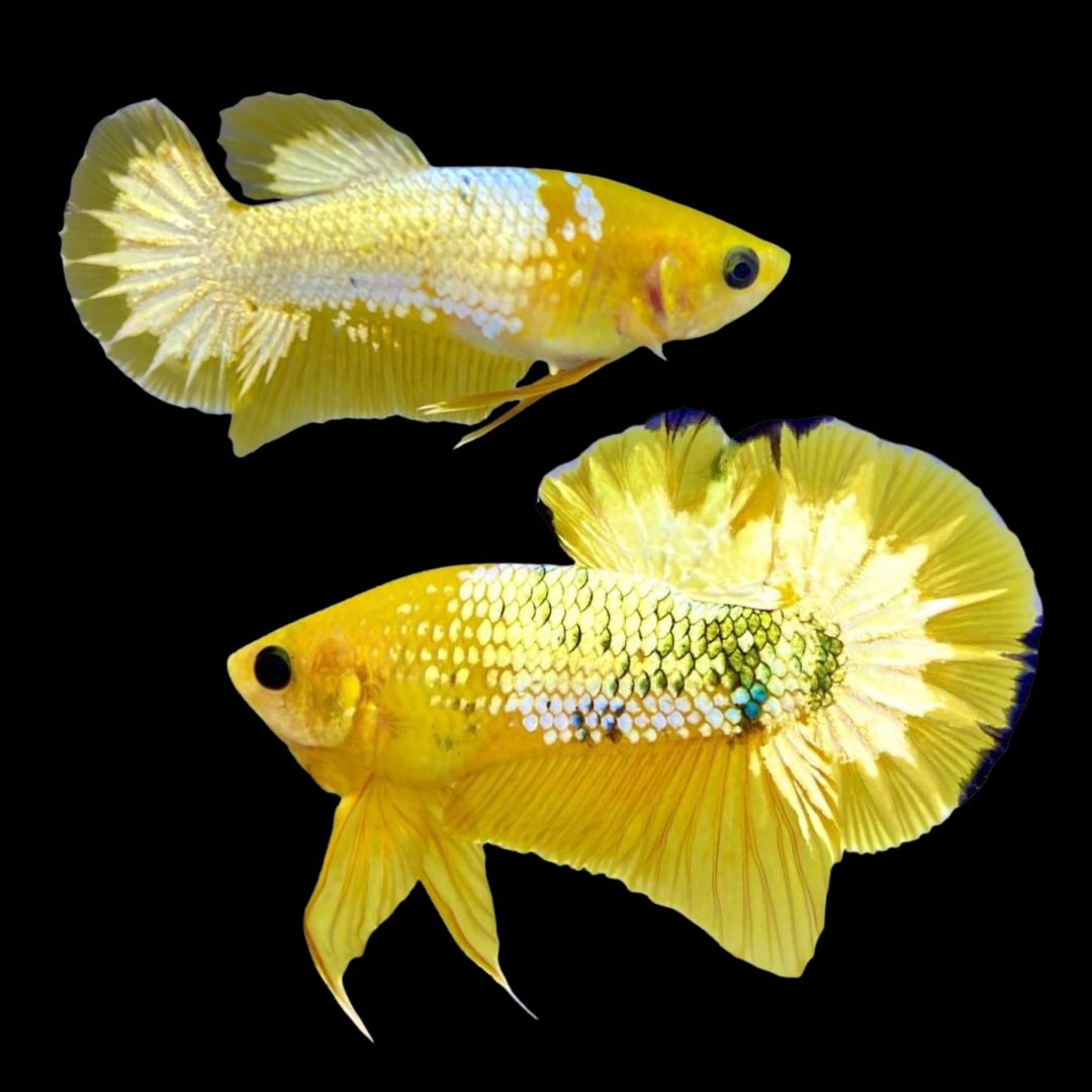 Pair Yellow Copper Startail Betta Fish