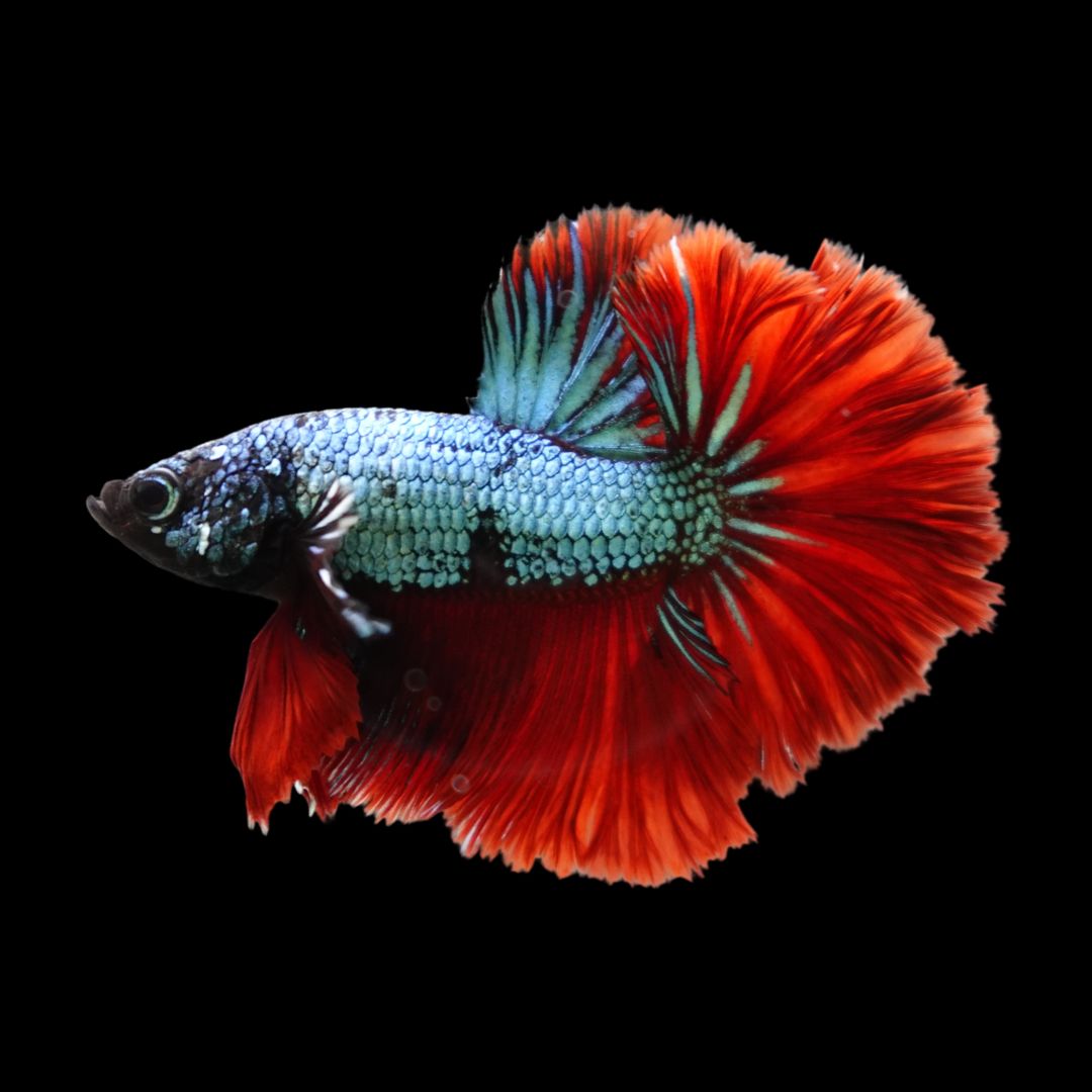 Rare Halfmoon Copper With Red Tail Betta Fish