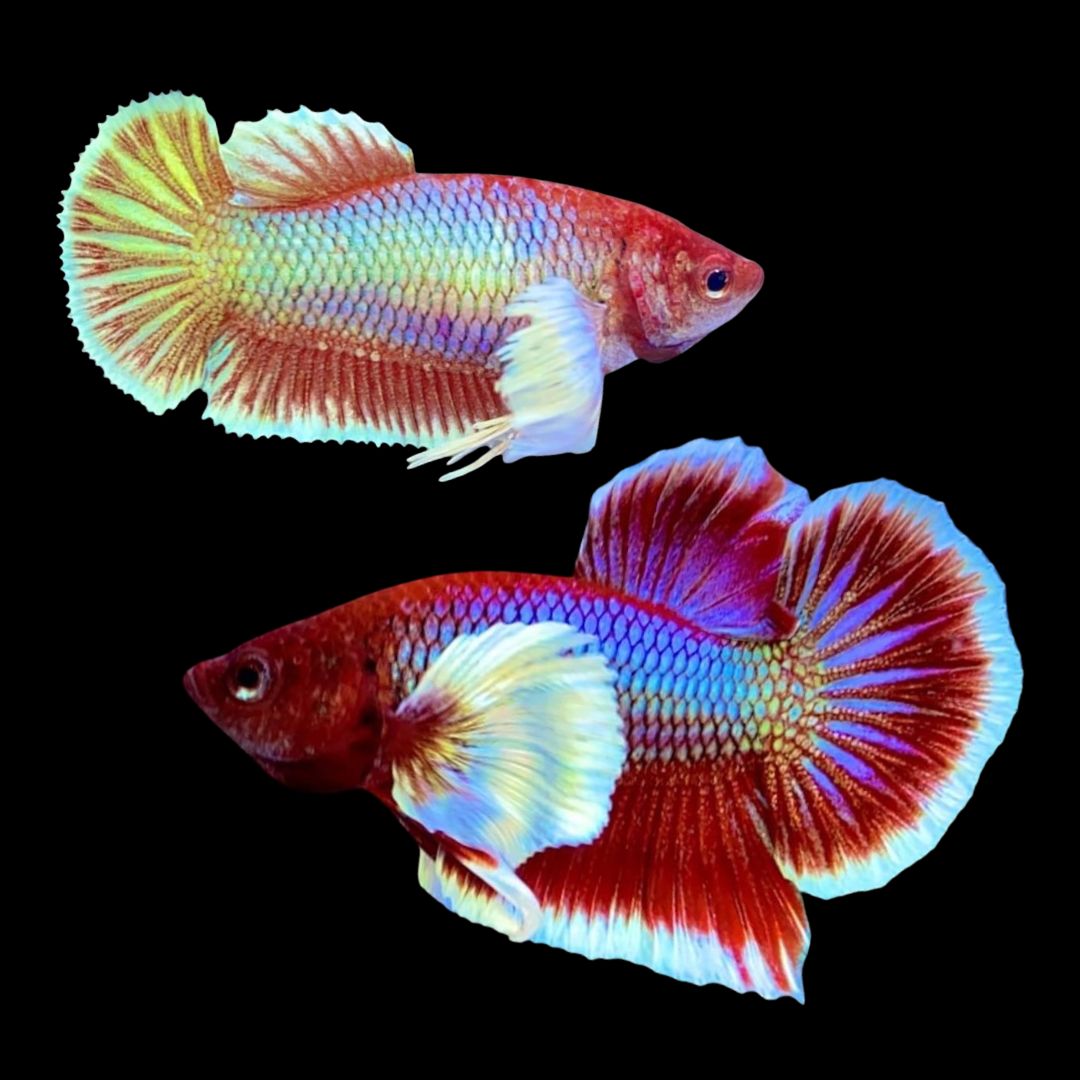 Pair Dumbo Lavender Butterfly Betta Fish