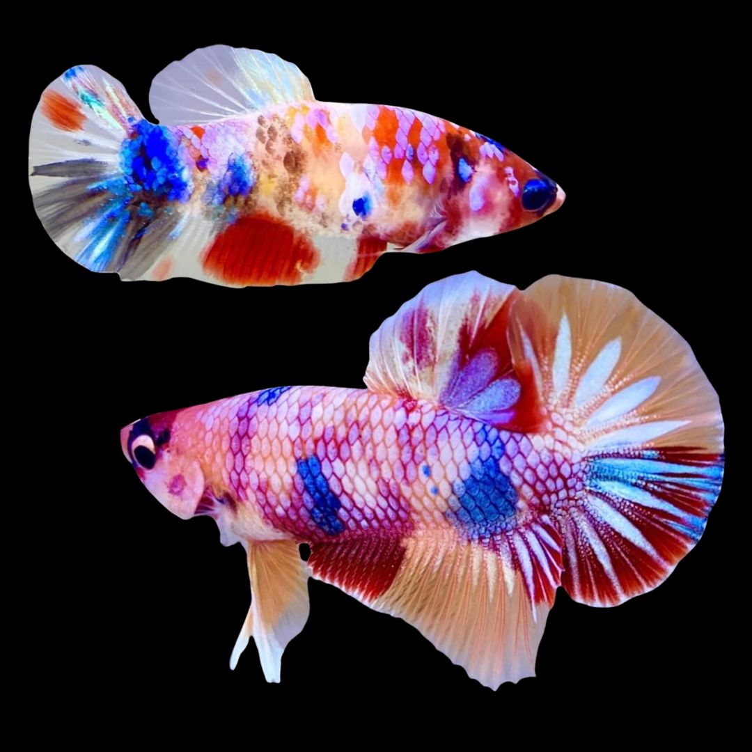 Rare Pair Koi Multicolors Betta Fish