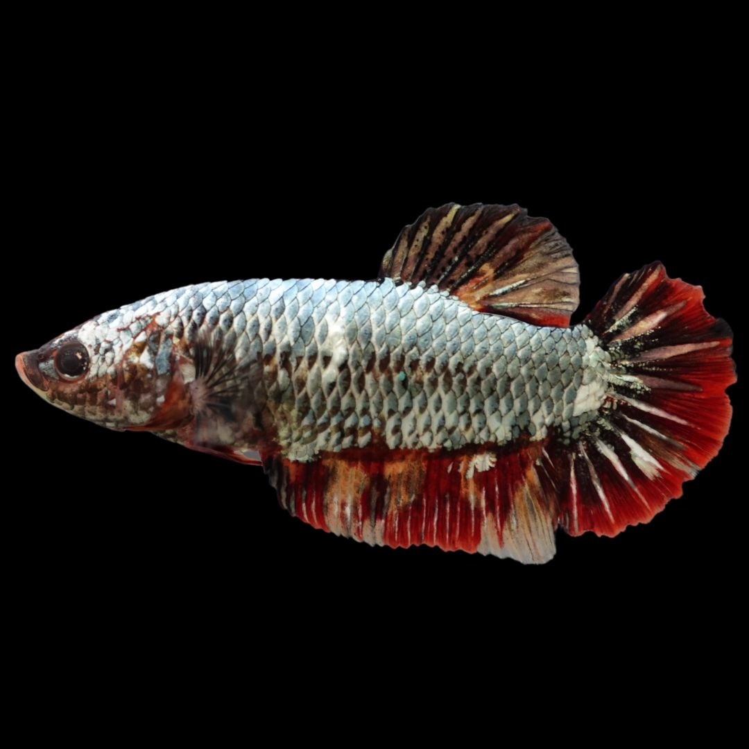 Rare Super Giant Copper Red Tail Betta Fish