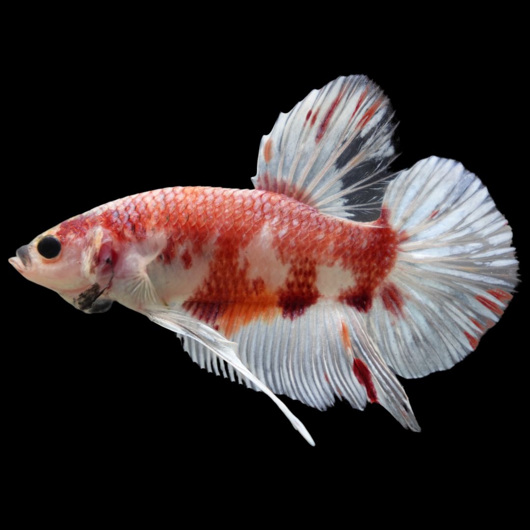 Rare Giant Koi Red And White Betta Fish