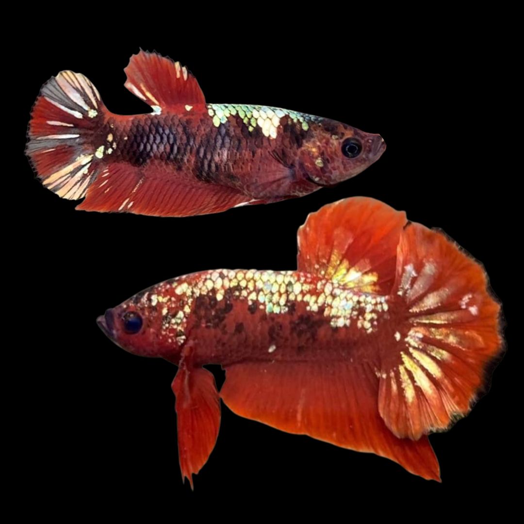 Rare Pair Red Copper Betta Fish