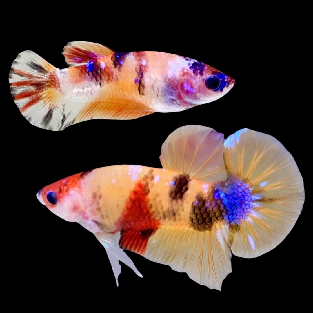 Rare Pair Koi Multicolors Betta Fish