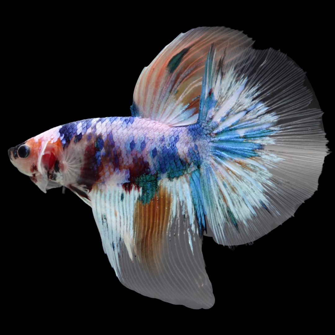 Rare Giant Halfmoon Fancy Blue Betta Fish