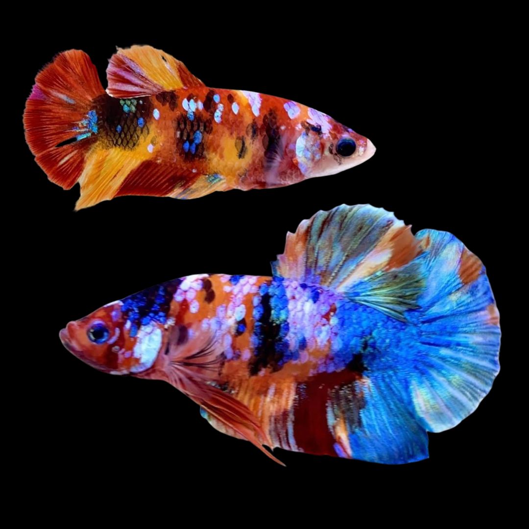 Rare Pair Koi Multicolors Betta Fish
