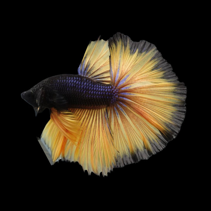 Rare Halfmoon Platinum Butterfly Betta Fish