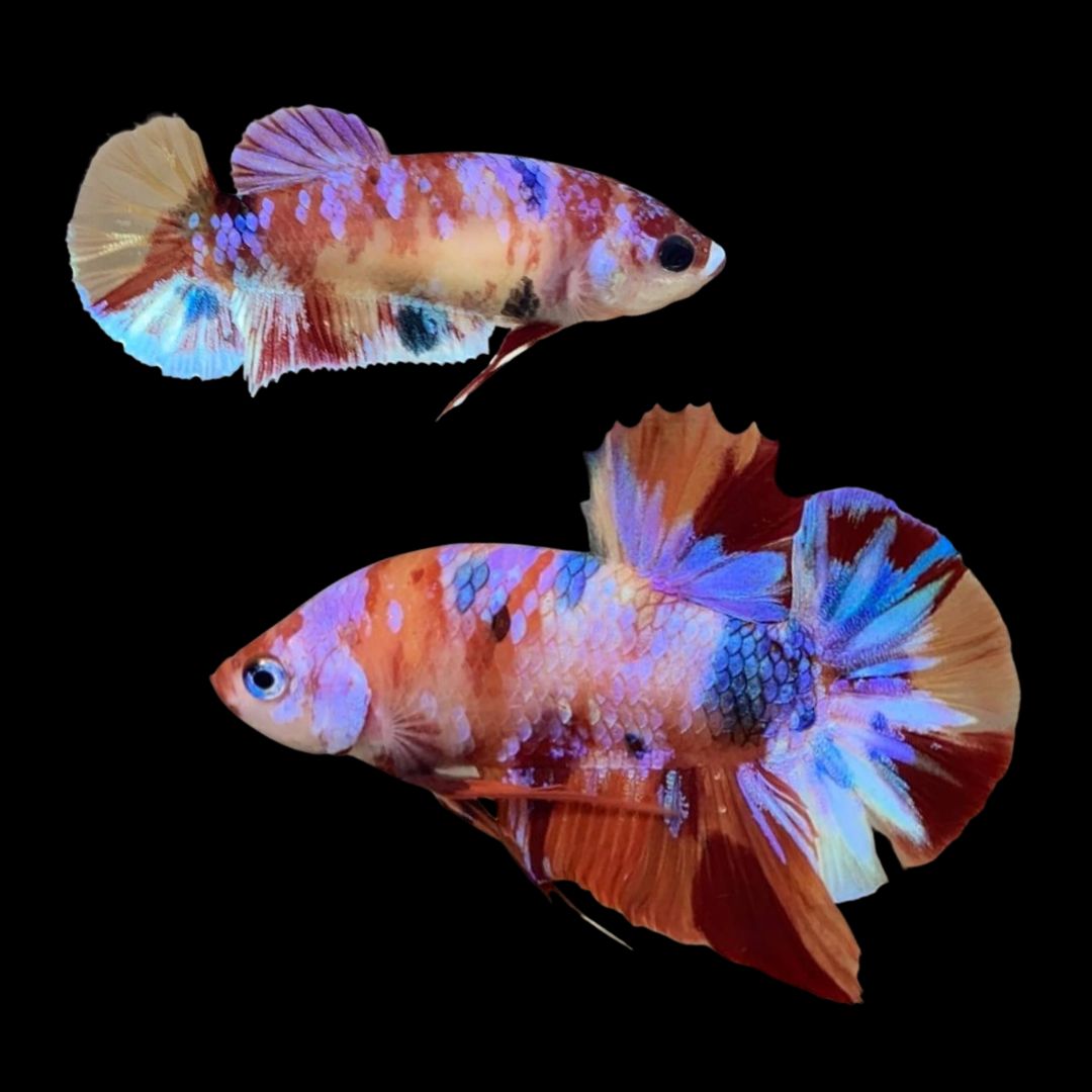 Rare Pair Koi Multicolors Betta Fish