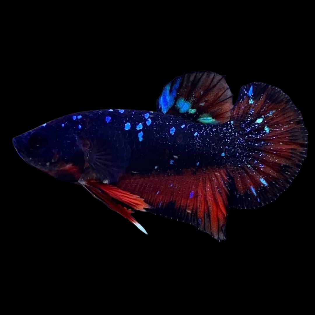 Rare Black Star Betta Fish