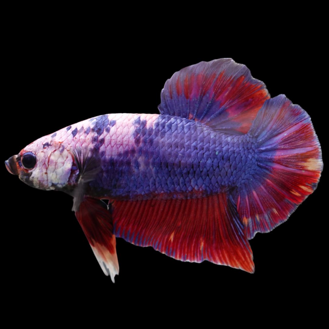 Rare Giant Multicolors Betta Fish