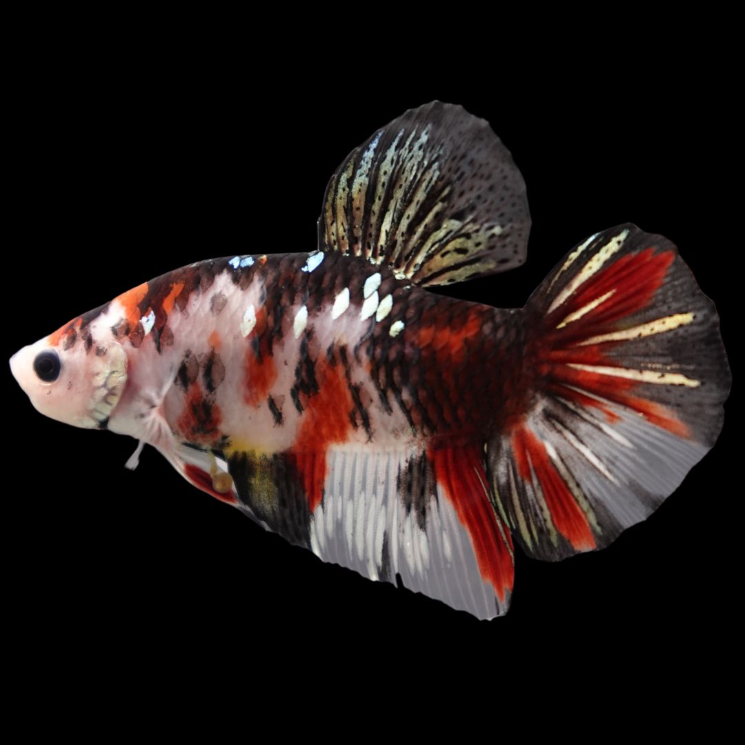 Rare Giant Koi Multicolors Betta Fish