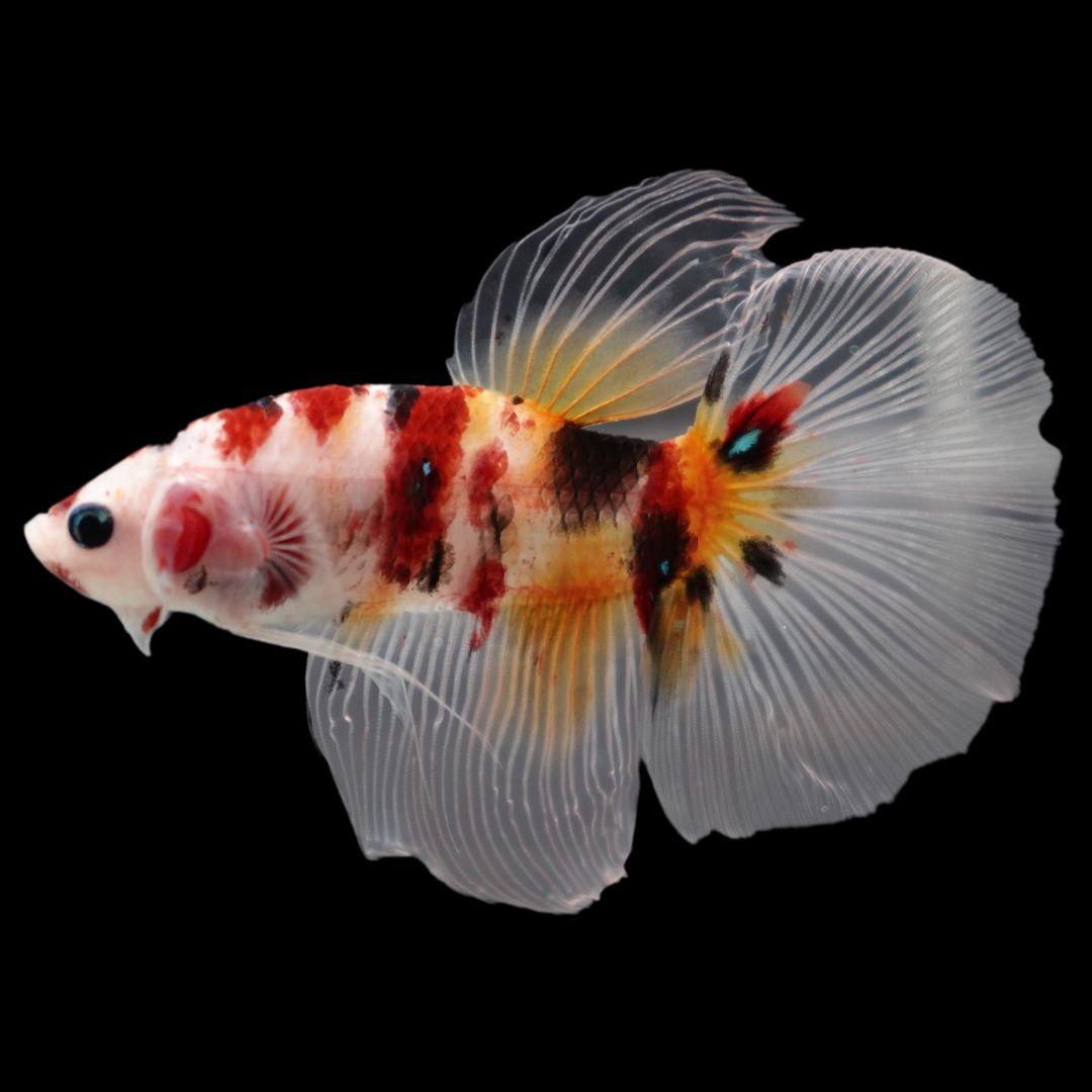 Rare Giant Halfmoon Koi Multicolors Betta Fish