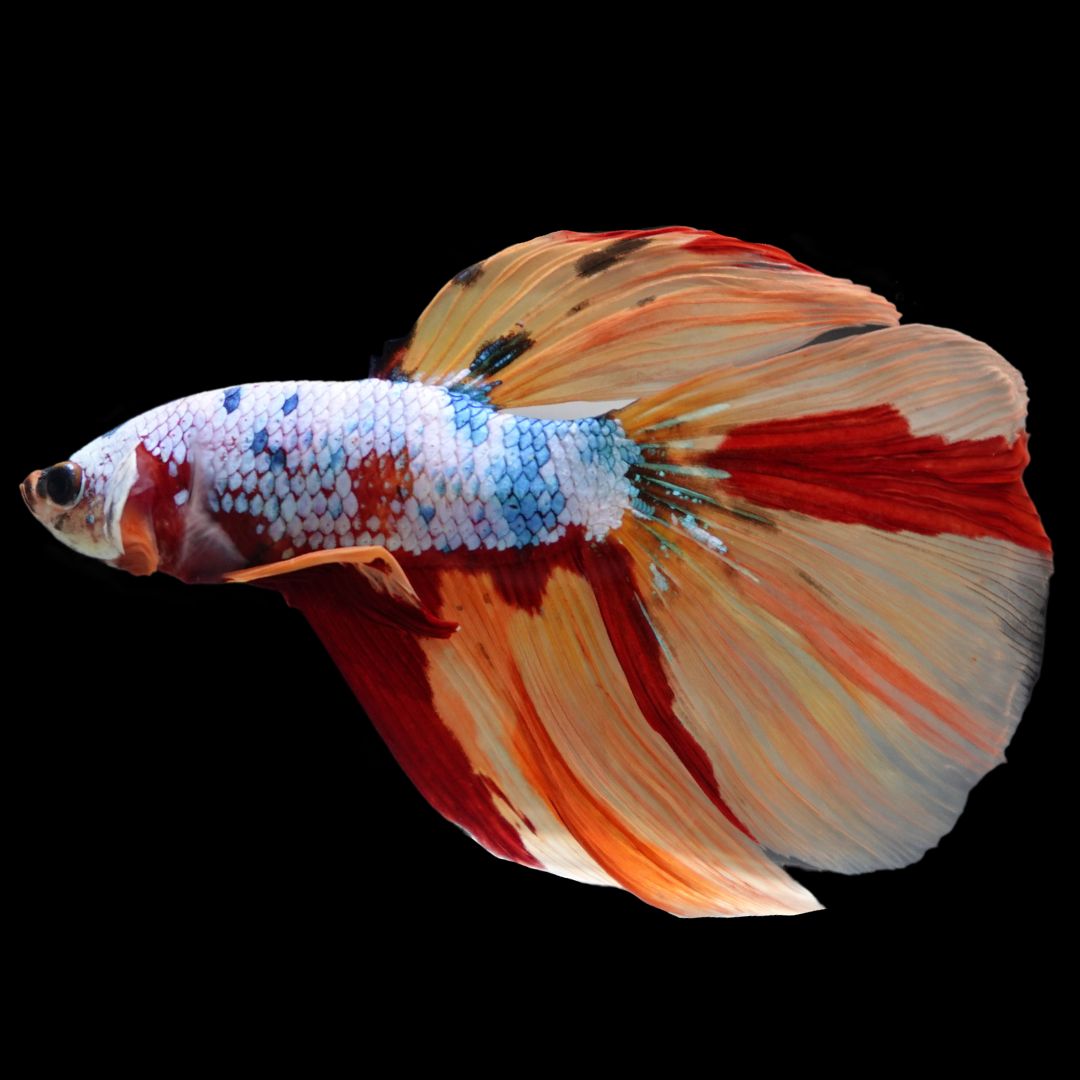 Rare Giant Halfmoon Multicolors Betta Fish