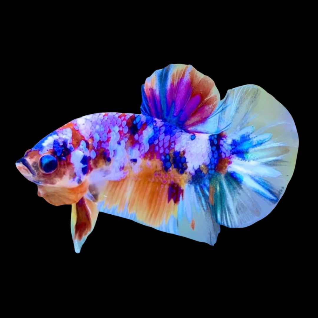 Rare Koi Multicolors Betta Fish