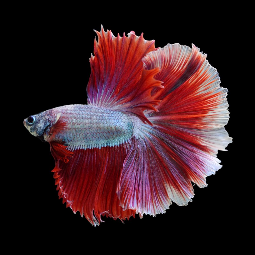 Halfmoon Red Dragon Betta Fish