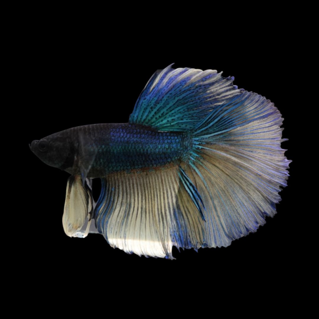 Rare Halfmoon Blue And Yellow Betta Fish