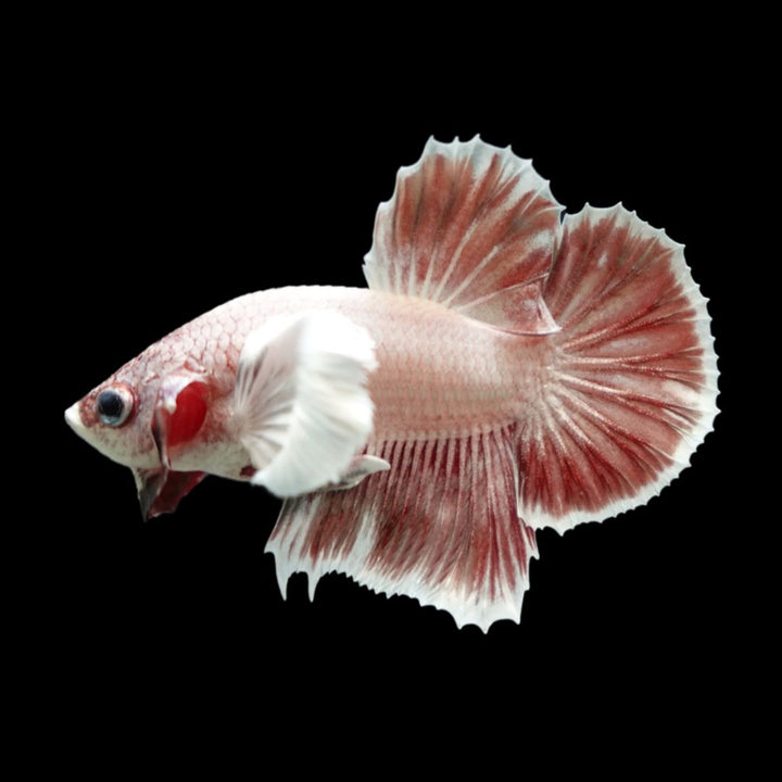 Rare Dumbo Pink Rose Betta Fish