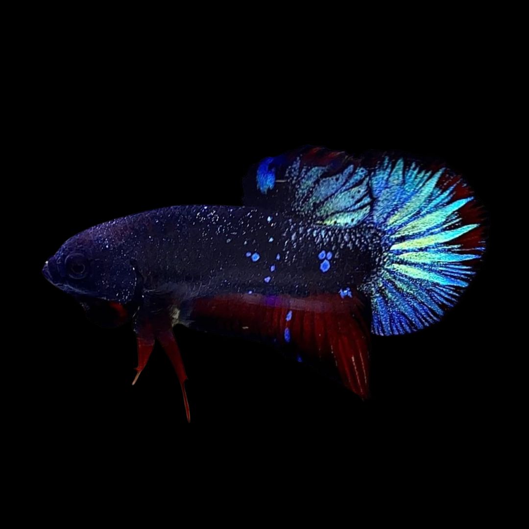 Rare Avatar Black Star Betta Fish