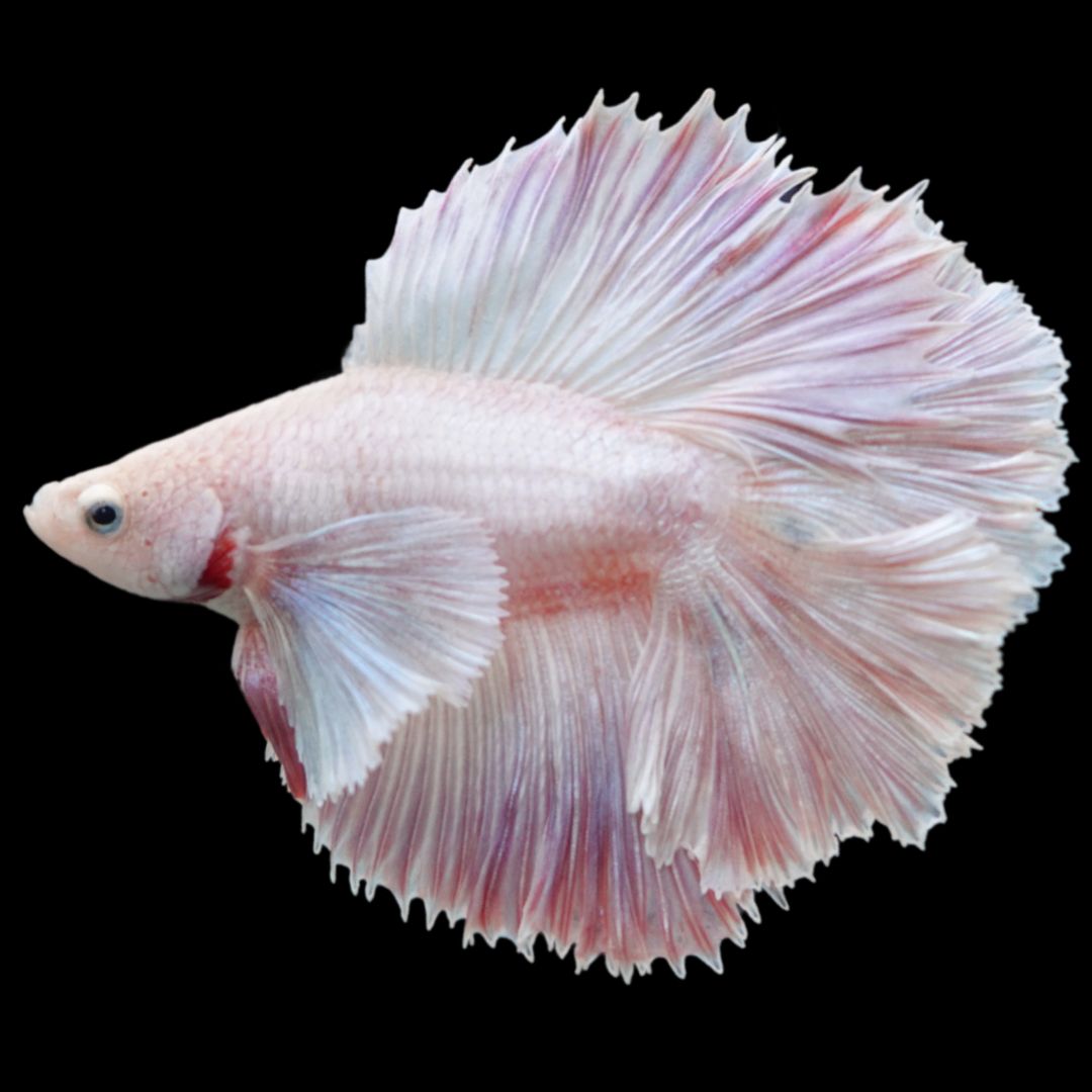 Rare Dumbo Fullmoon Betta Fish