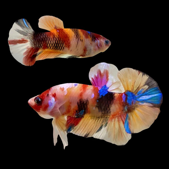 Rare Pair Koi Multicolors Betta Fish