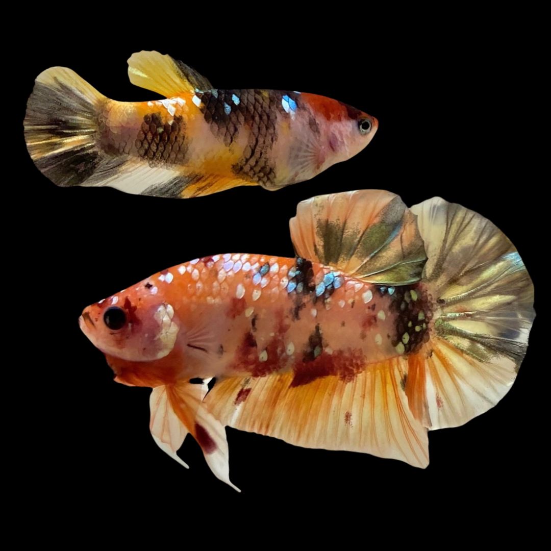 Rare Pair Koi Multicolors Betta Fish