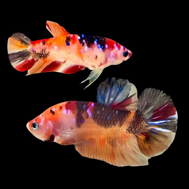 Rare Pair Koi Multicolors Betta Fish