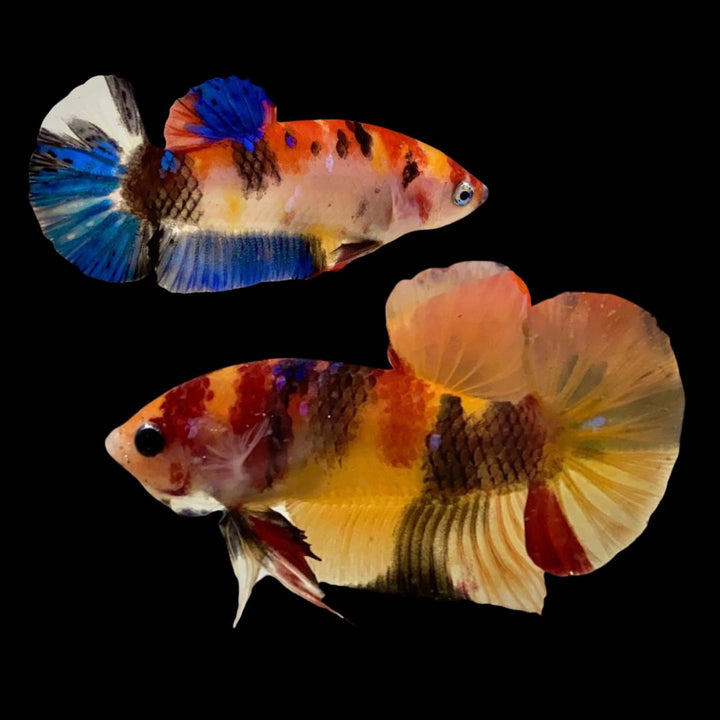 Rare Pair Koi Multicolors Betta Fish