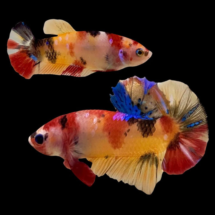 Rare Pair Koi Multicolors Betta Fish