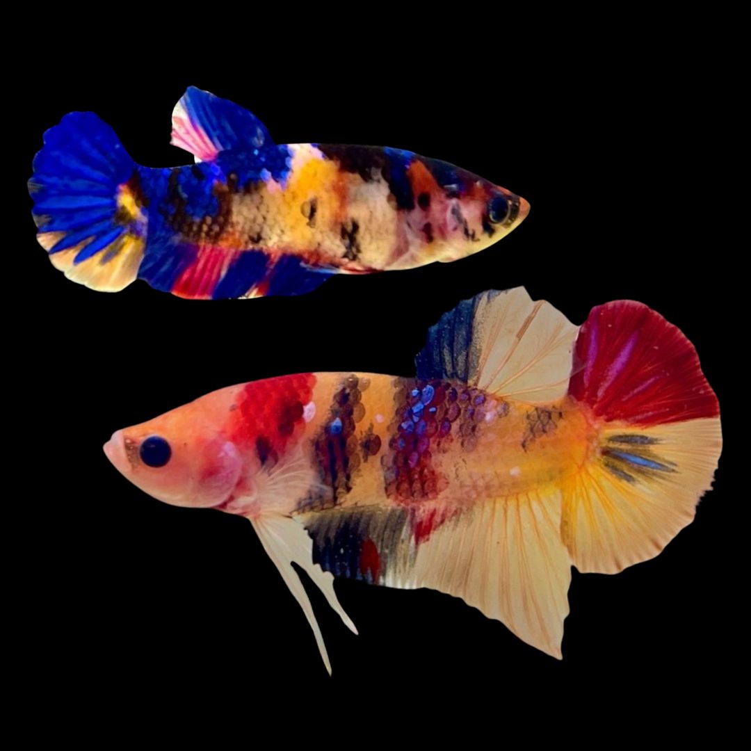 Rare Pair Koi Multicolors Betta Fish