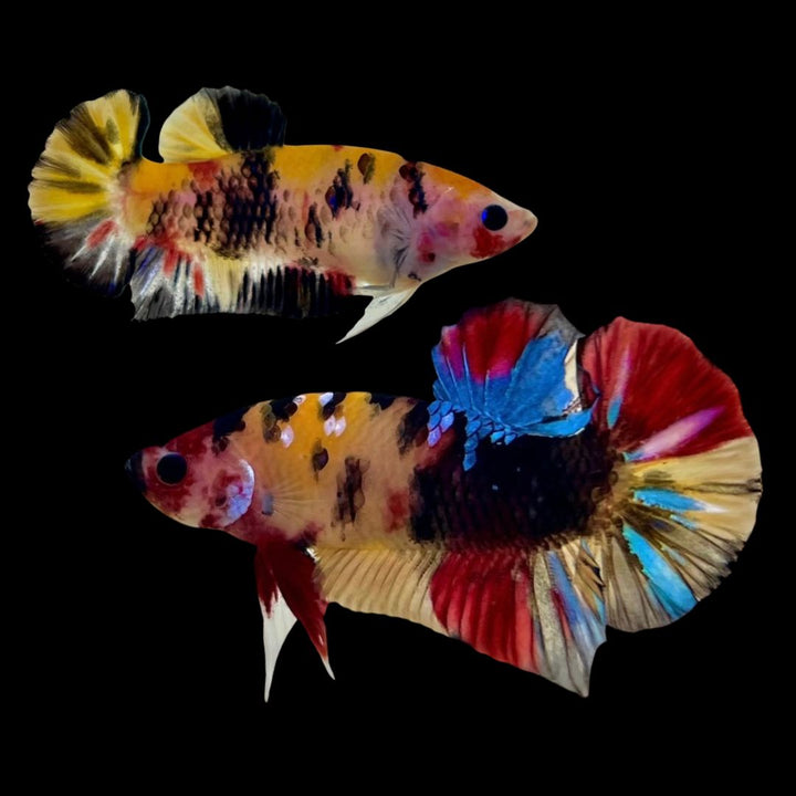 Rare Pair Koi Multicolors Betta Fish