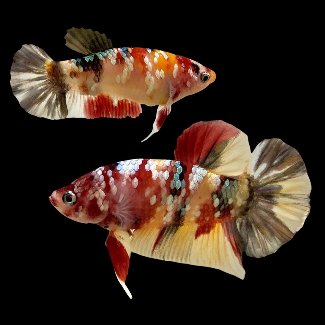 Rare Pair Copper Multicolors Betta Fish