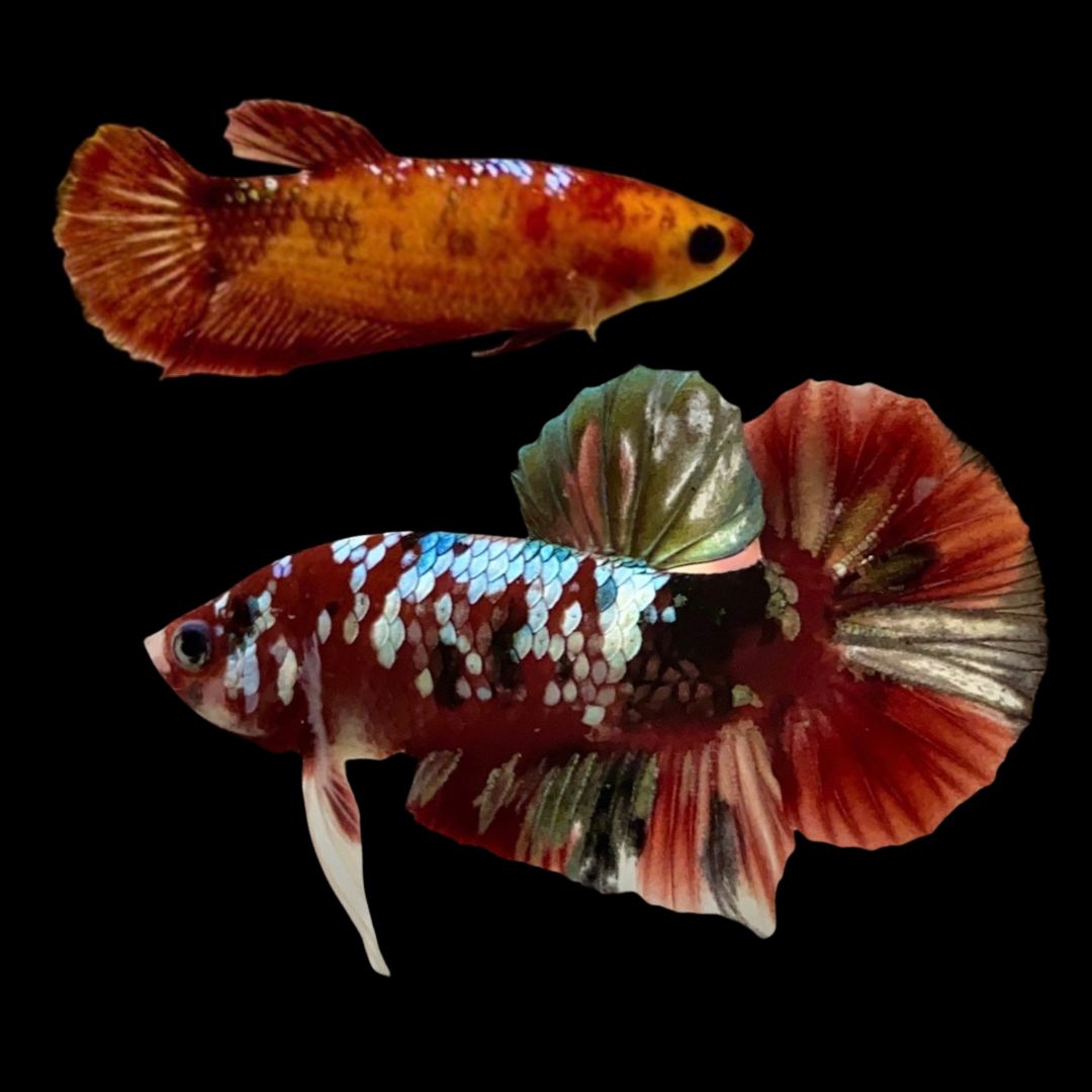 Rare Pair Red Copper Betta Fish