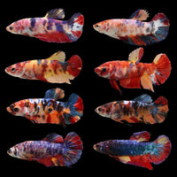 Package Mini Koi Betta Fish (Female)
