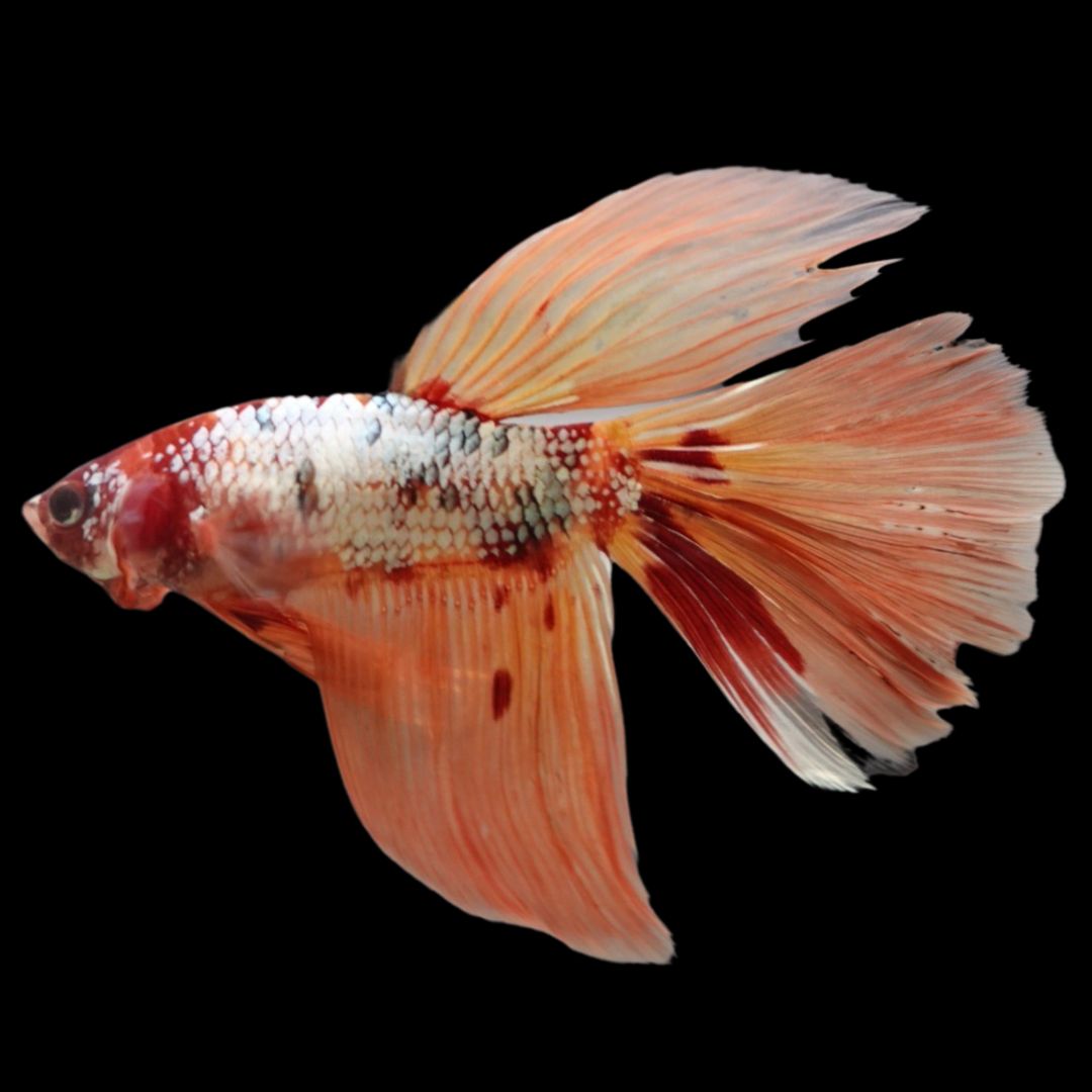 Rare Giant Halfmoon Nemo Copper Betta Fish