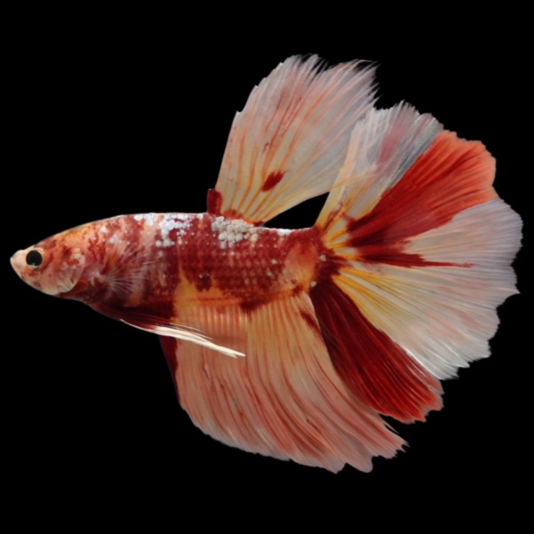 Rare Giant Halfmoon Nemo Betta Fish