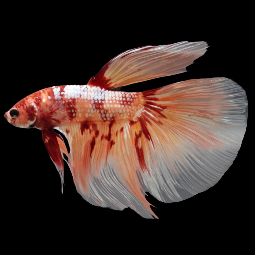 Rare Giant Halfmoon Nemo Copper Betta Fish