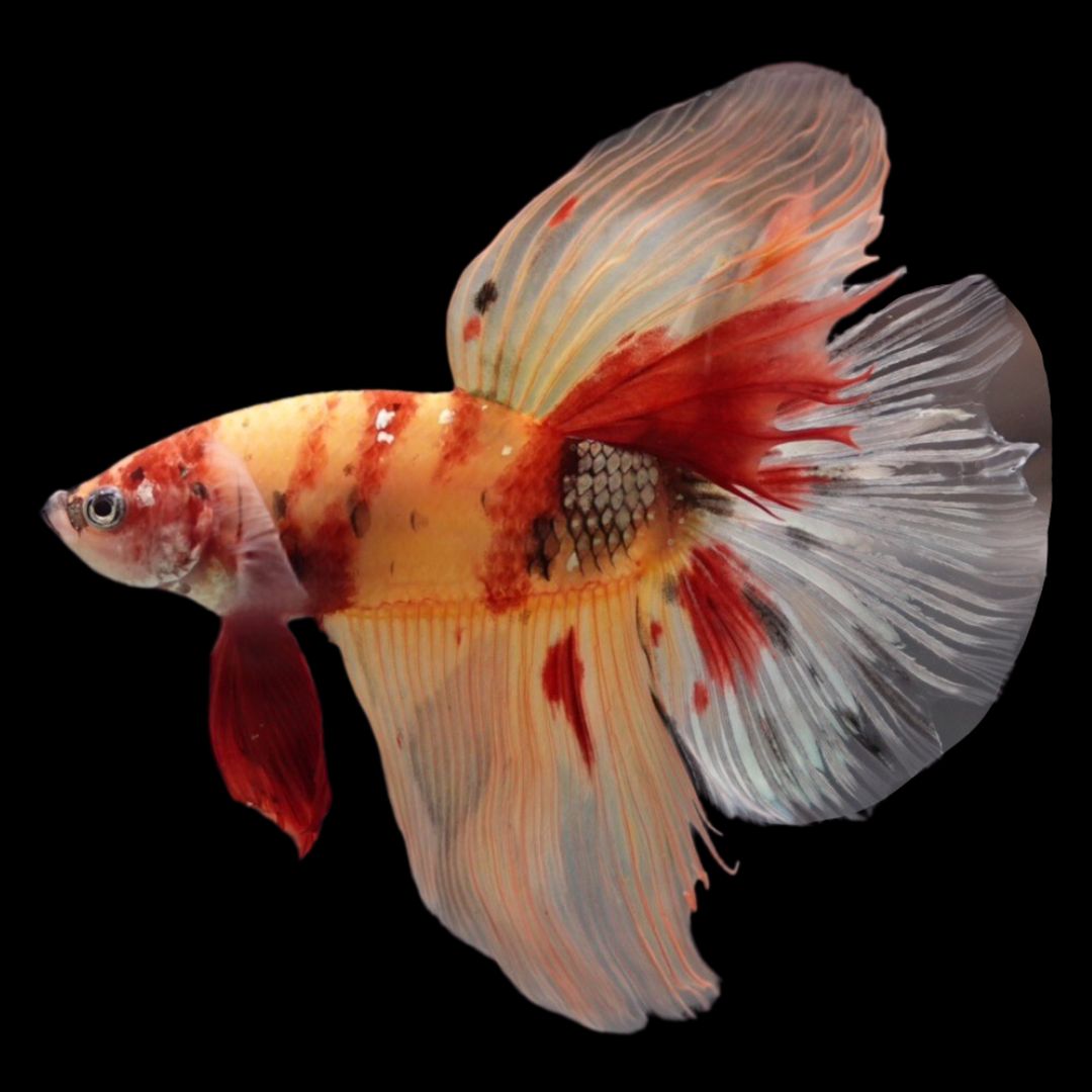 Rare Giant Halfmoon Nemo Betta Fish