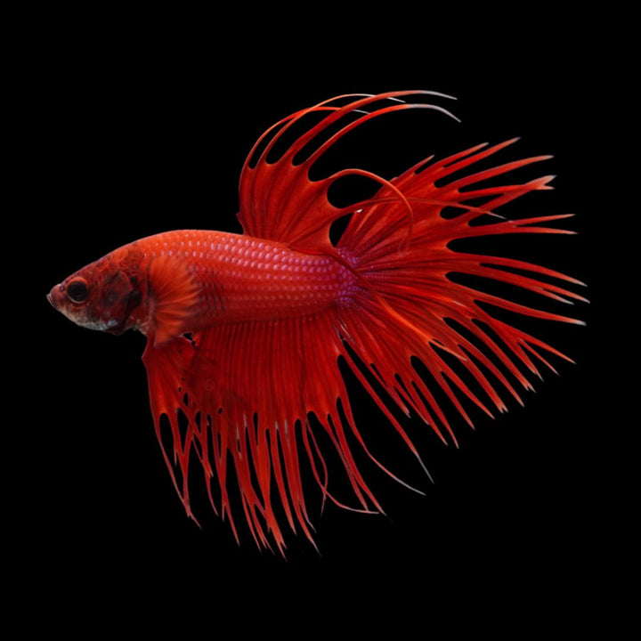 Crowntail Red Betta Fish