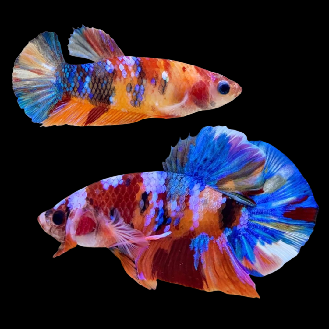 Rare Pair Koi Multicolors Betta Fish