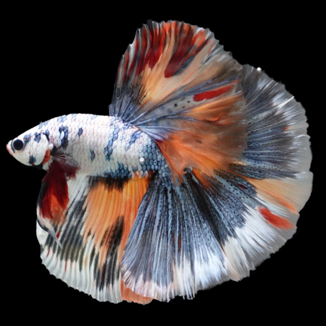 Competition Halfmoon Multicolors Betta Fish