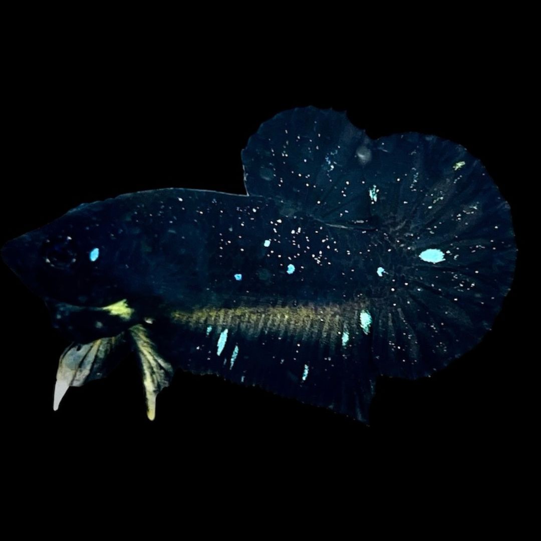 Rare Avatar Betta Fish