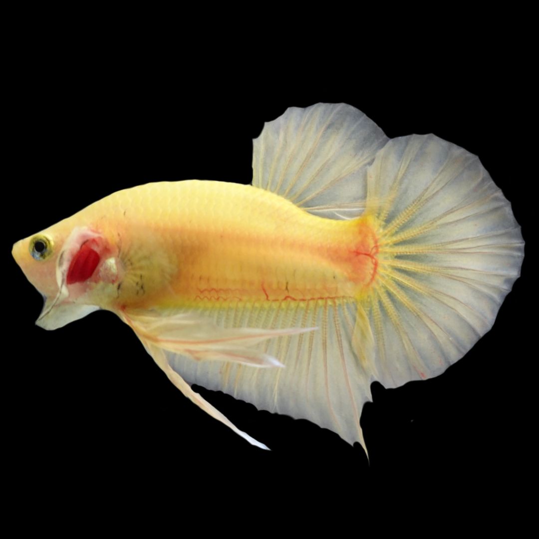 Vivid Yellow Betta Fish