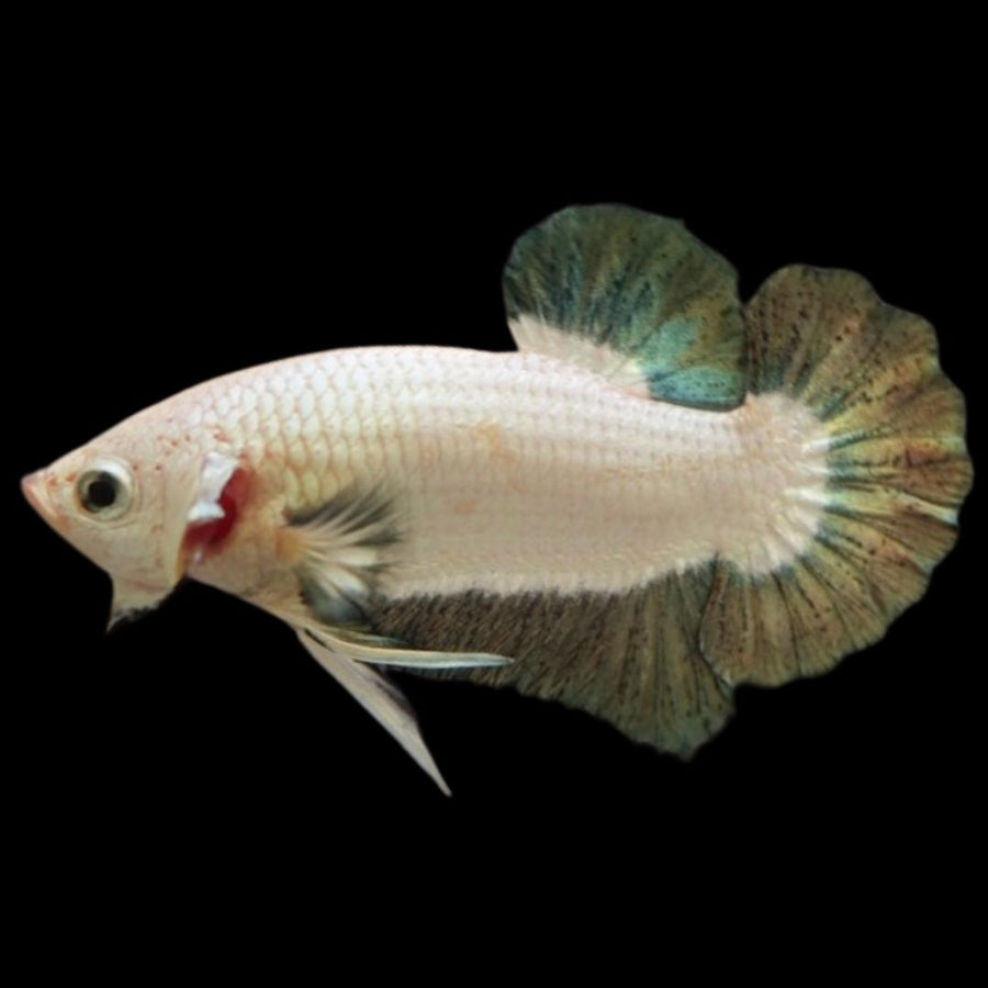 Dopper Fish Competition grade - Copper Marble Betta Fish (MALE)