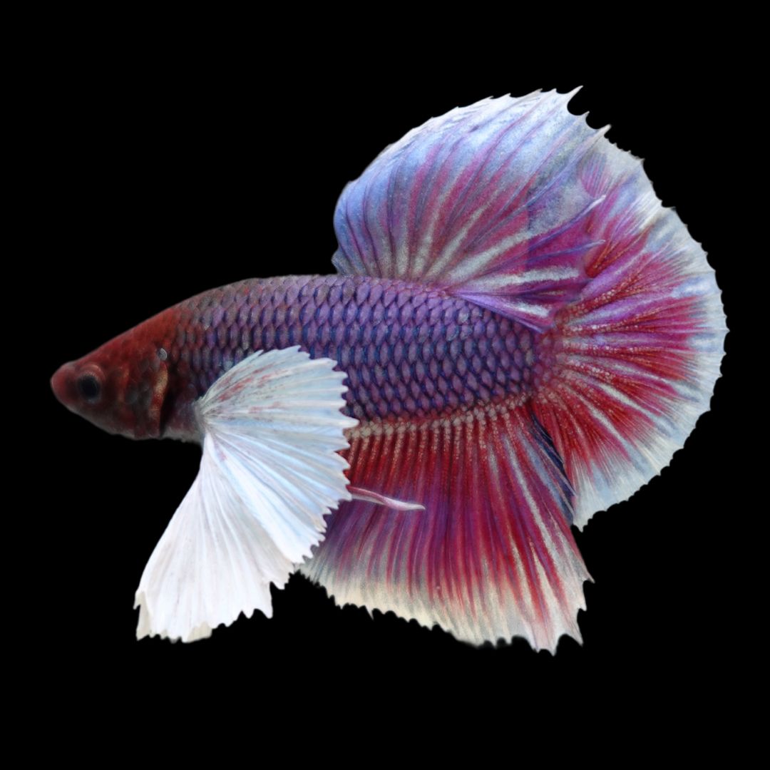 Rare Dumbo Magenta Purple Betta Fish