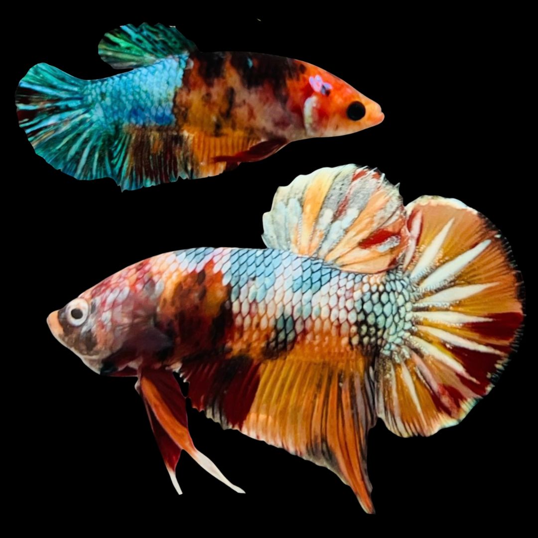 Rare Pair Koi Multicolors Betta Fish