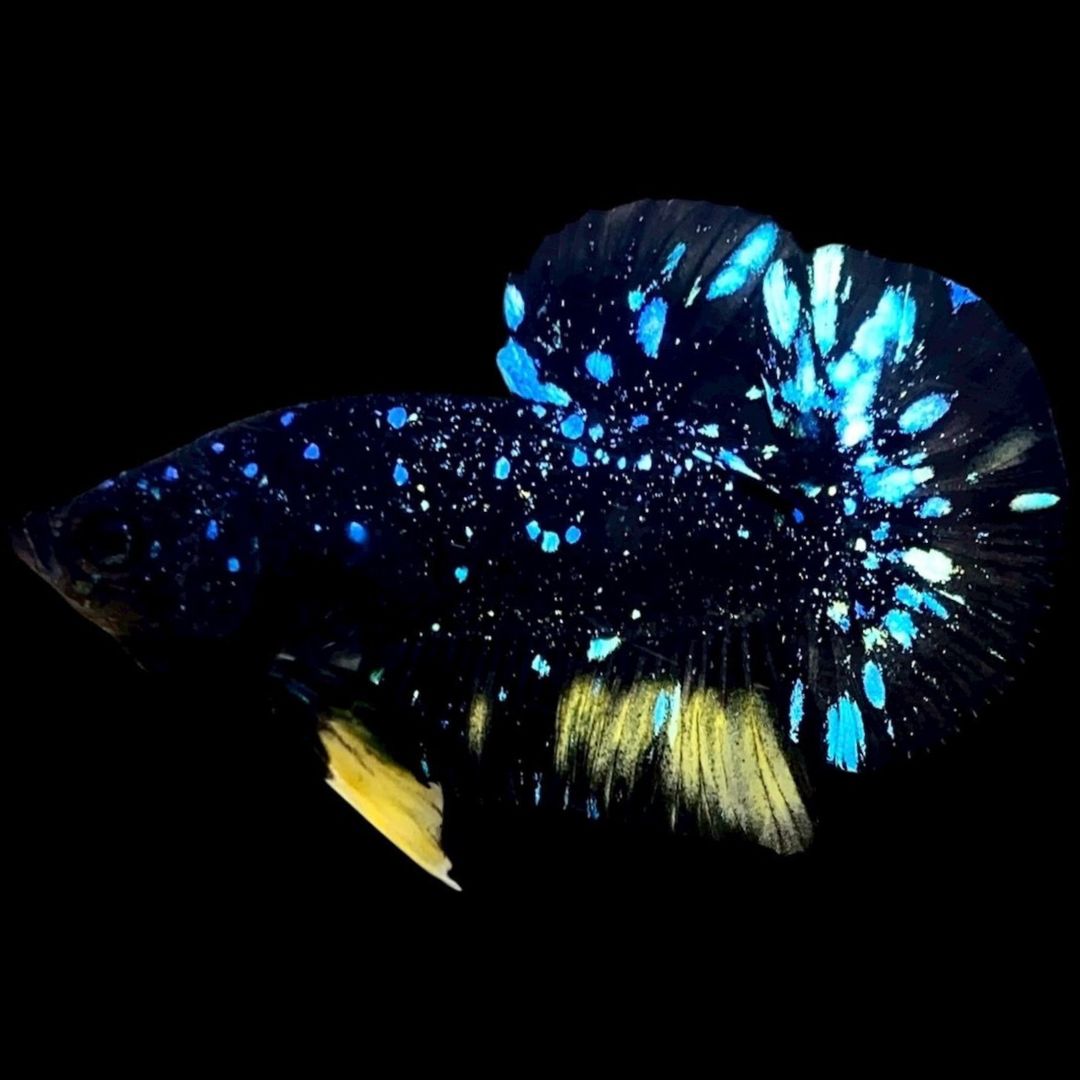 Rare Avatar Betta Fish
