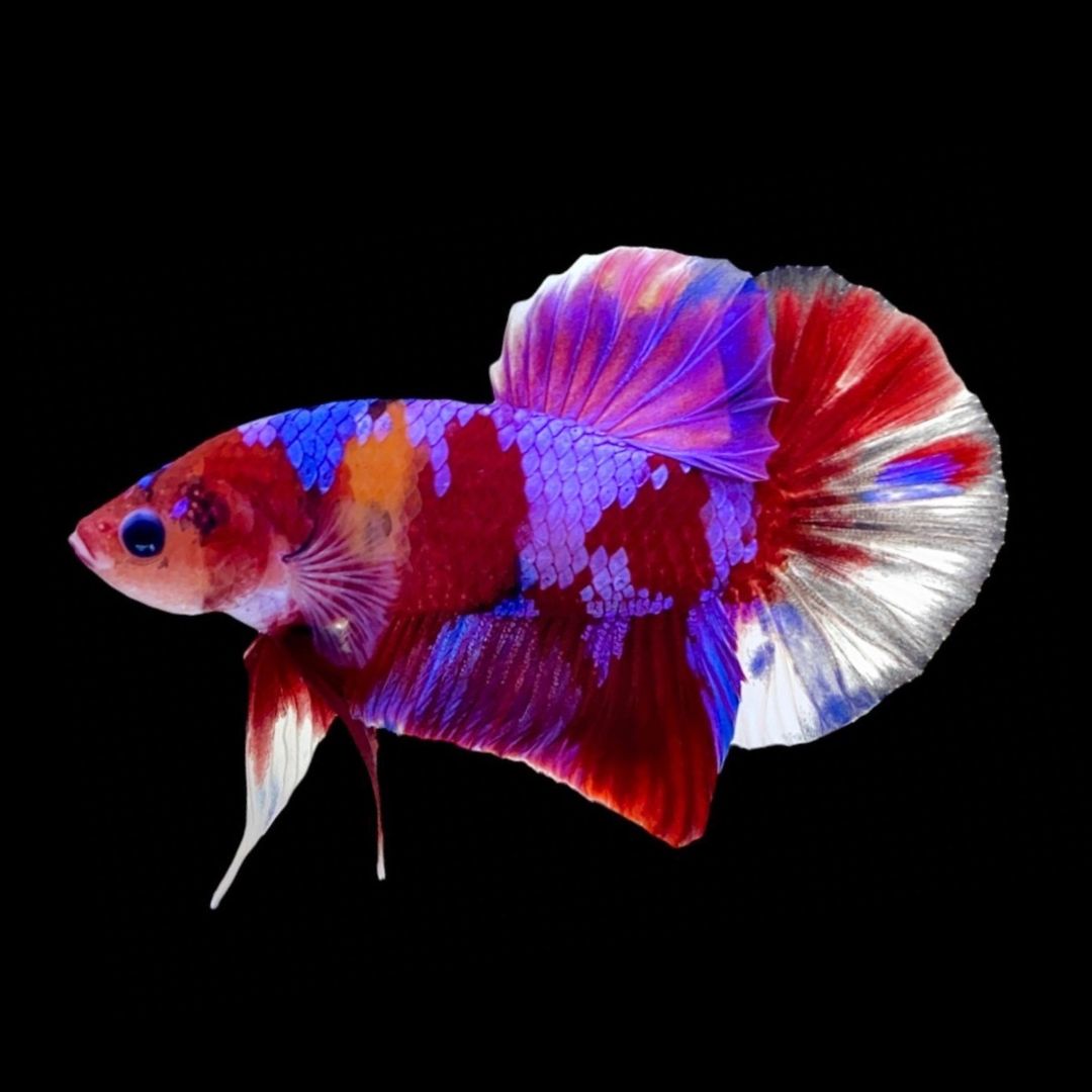 Rare Koi Multicolors Betta Fish