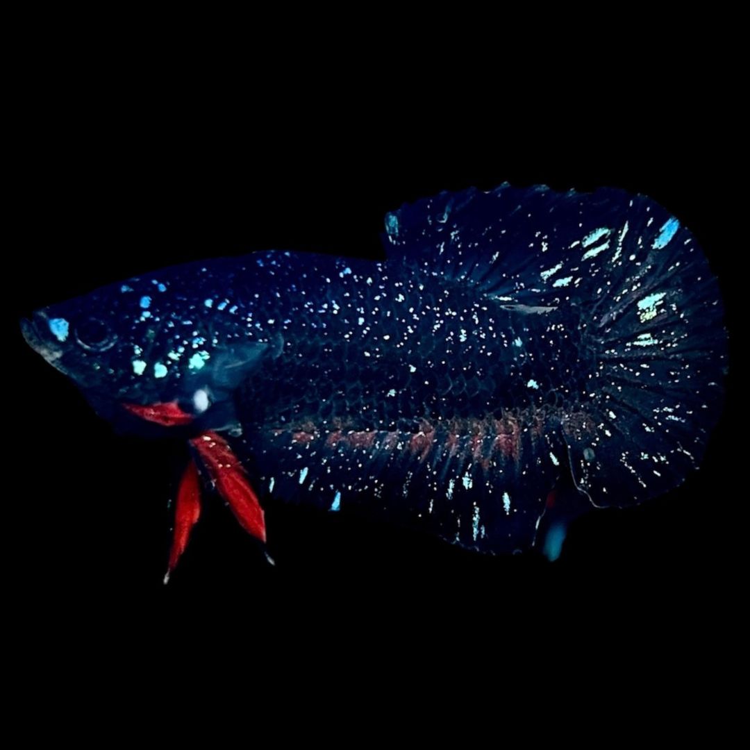Rare Avatar Betta Fish
